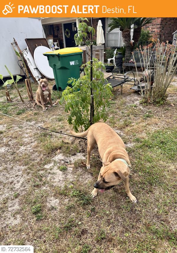 Found/Stray Male Dog last seen Near Sea View dr, Destin, FL 32541