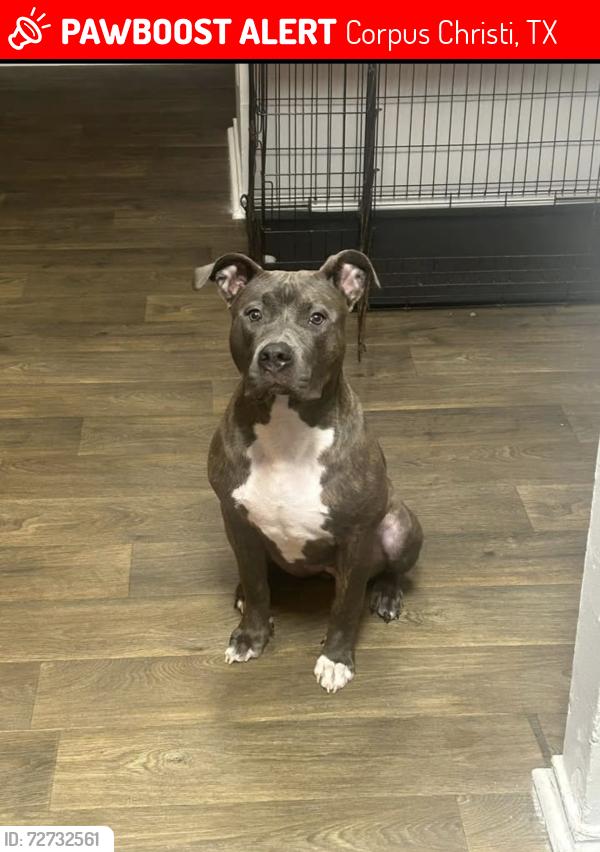 Lost Female Dog last seen Roddfield & Lipes, Corpus Christi, TX 78414