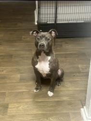 Lost Female Dog last seen Roddfield & Lipes, Corpus Christi, TX 78414