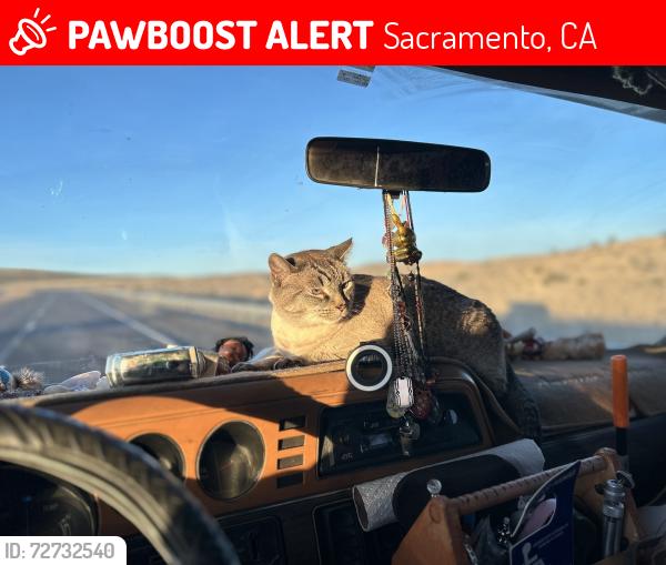 Lost Male Cat last seen Northbound Dunnigan Rest stop just north of Sacramento,CA, Sacramento, CA 95838