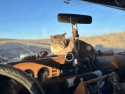 Lost Male Cat last seen Northbound Dunnigan Rest stop just north of Sacramento,CA, Sacramento, CA 95838