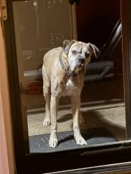 Lost Male Dog last seen Bryan road luke road diane court, Clarksville, TN 37043