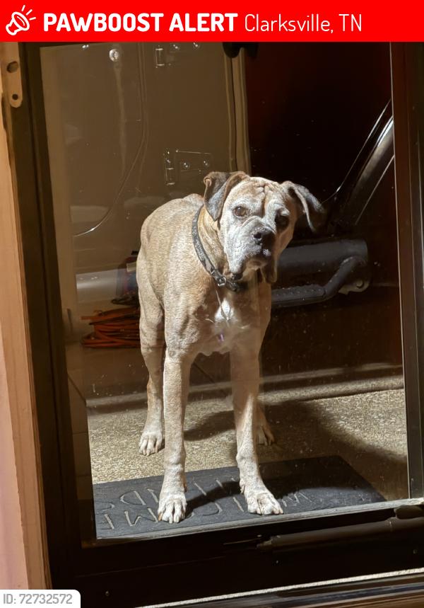 Lost Male Dog last seen Bryan road luke road diane court, Clarksville, TN 37043