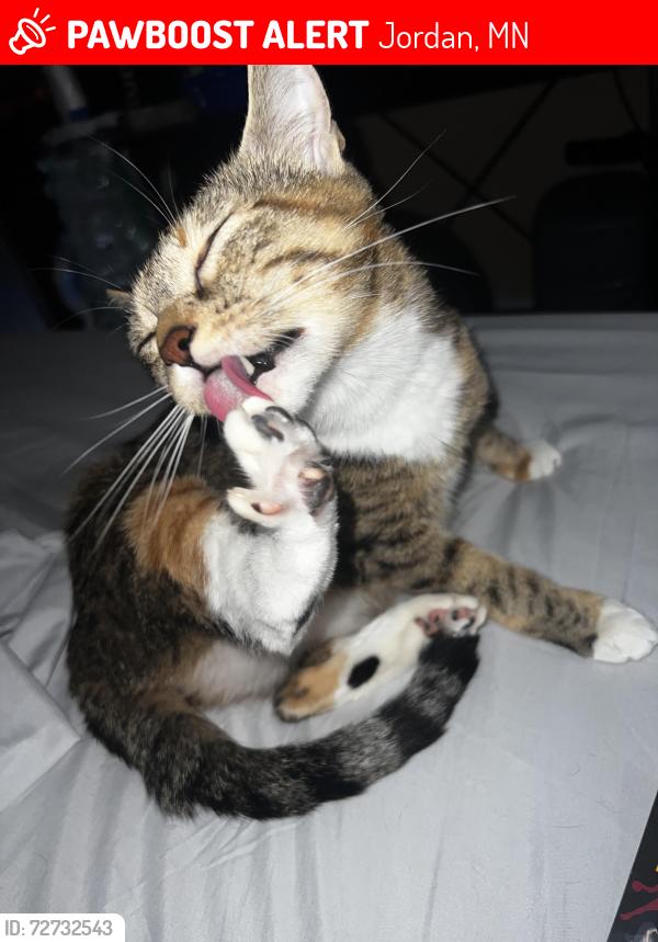 Lost Female Cat last seen 2nd st, Jordan, MN 55352