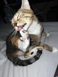 Lost Female Cat last seen 2nd st, Jordan, MN 55352