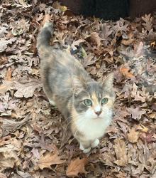 Lost Female Cat last seen Surreywood neighborhood , Richmond, VA 23235