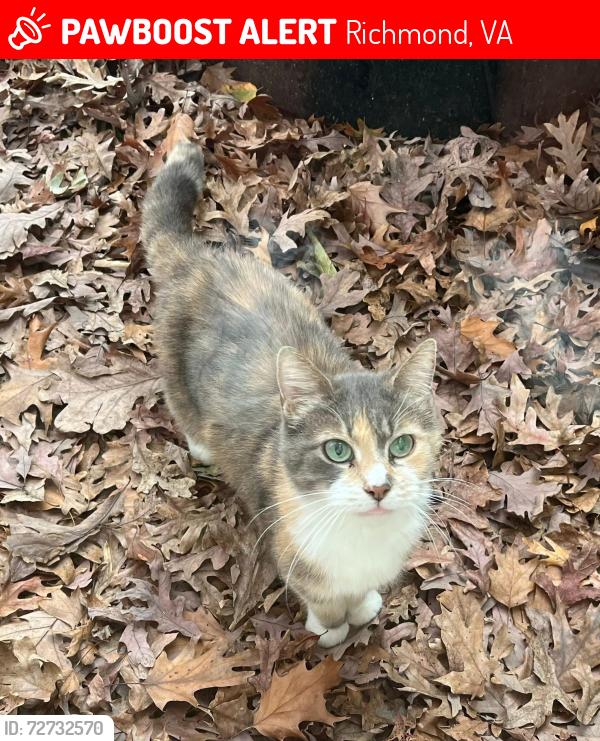 Lost Female Cat last seen Surreywood neighborhood , Richmond, VA 23235
