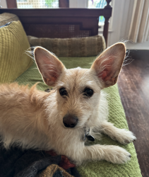 Found/Stray Male Dog last seen Park Ave and St Marys, San Antonio, TX 78212