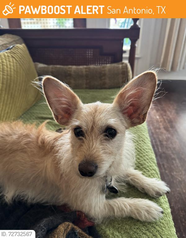 Found/Stray Male Dog last seen Park Ave and St Marys, San Antonio, TX 78212