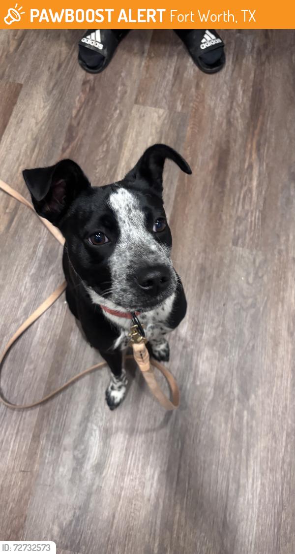 Found/Stray Female Dog last seen Valentine and Ashland , Fort Worth, TX 76107