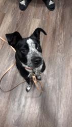 Found/Stray Female Dog last seen Valentine and Ashland , Fort Worth, TX 76107