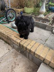 Found/Stray Male Dog last seen Lake Street & Fannin, Tyler, TX 75701