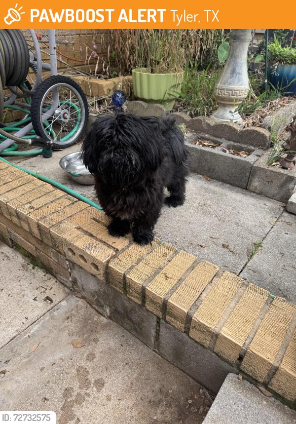 Found/Stray Male Dog last seen Lake Street & Fannin, Tyler, TX 75701