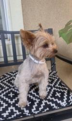 Lost Female Dog last seen Near Casillas way Fontana ca 92336, Fontana, CA 92336