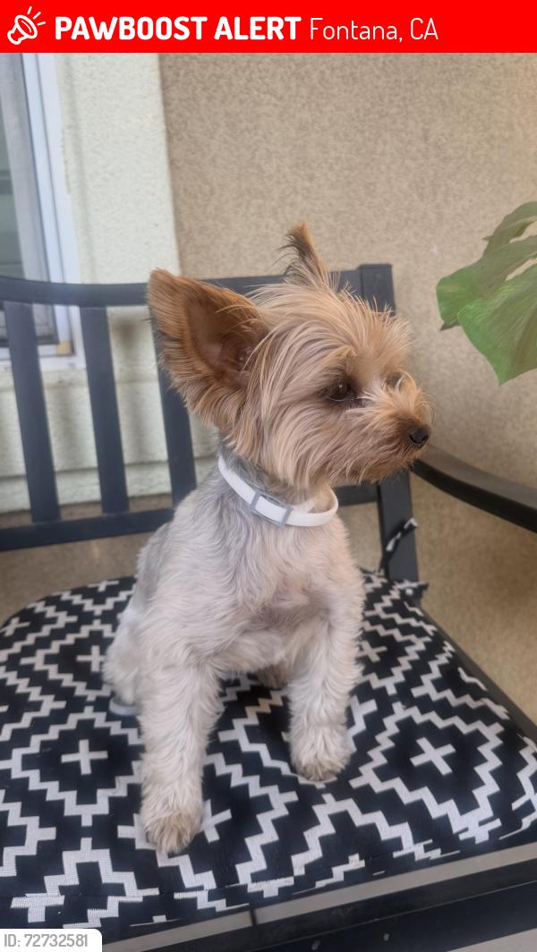 Lost Female Dog last seen Near Casillas way Fontana ca 92336, Fontana, CA 92336