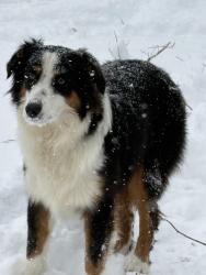 Lost Male Dog last seen Zirkle Road, Dandridge TN probably on the interstate 40 & 81 split, Dandridge, TN 37725