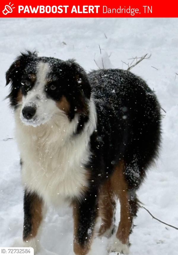 Lost Male Dog last seen Zirkle Road, Dandridge TN probably on the interstate 40 & 81 split, Dandridge, TN 37725