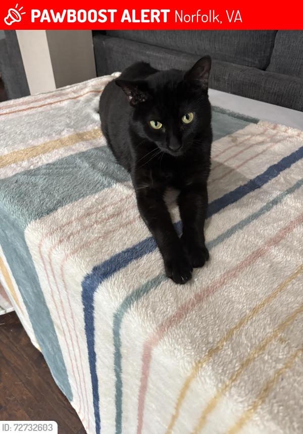 Lost Male Cat last seen Tidewater and Biltmore, Norfolk, VA 23505