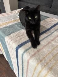 Lost Male Cat last seen Tidewater and Biltmore, Norfolk, VA 23505
