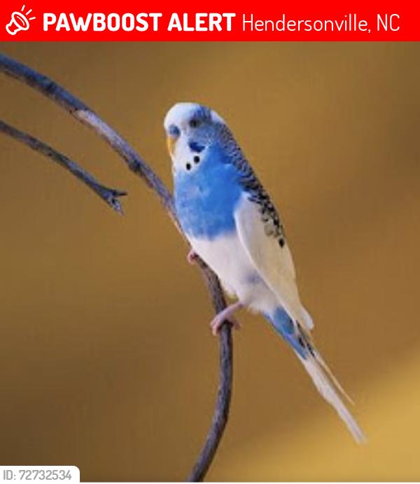 Lost Female Bird last seen Crystal Heights Drive and Patterson Rd, Hendersonville, NC 28739