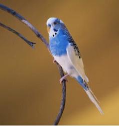 Lost Female Bird last seen Crystal Heights Drive and Patterson Rd, Hendersonville, NC 28739