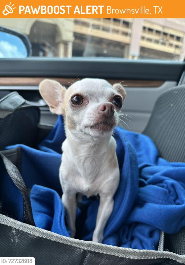 Found/Stray Female Dog last seen Vista Verde Condos, Brownsville, TX 78526