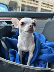 Found/Stray Female Dog last seen Vista Verde Condos, Brownsville, TX 78526
