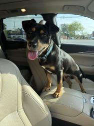 Found/Stray Male Dog last seen Chamblee Tucker Road, Chamblee, GA 30341