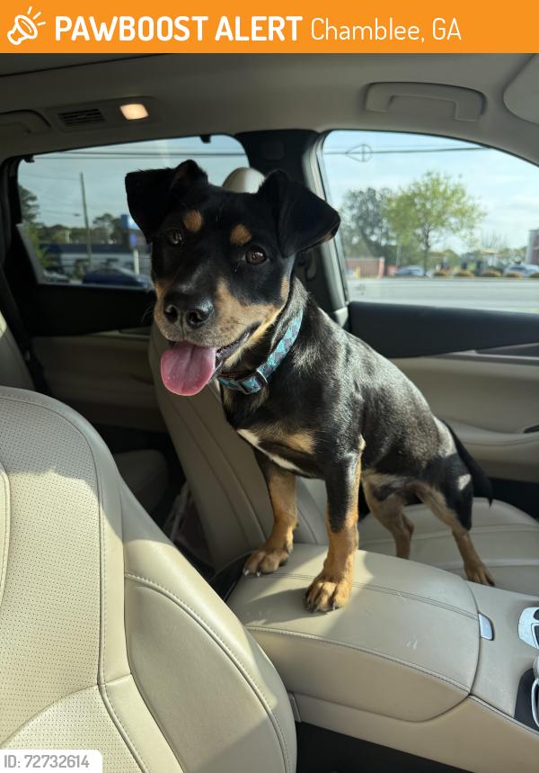 Found/Stray Male Dog last seen Chamblee Tucker Road, Chamblee, GA 30341