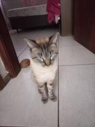 Lost Male Cat last seen Regional 10 vila Lemos , Vila Lemos, SP 
