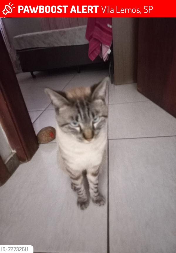 Lost Male Cat last seen Regional 10 vila Lemos , Vila Lemos, SP 