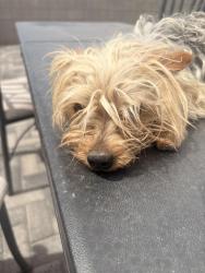 Found/Stray Male Dog last seen frys on watson & yuma, Buckeye, AZ 85326