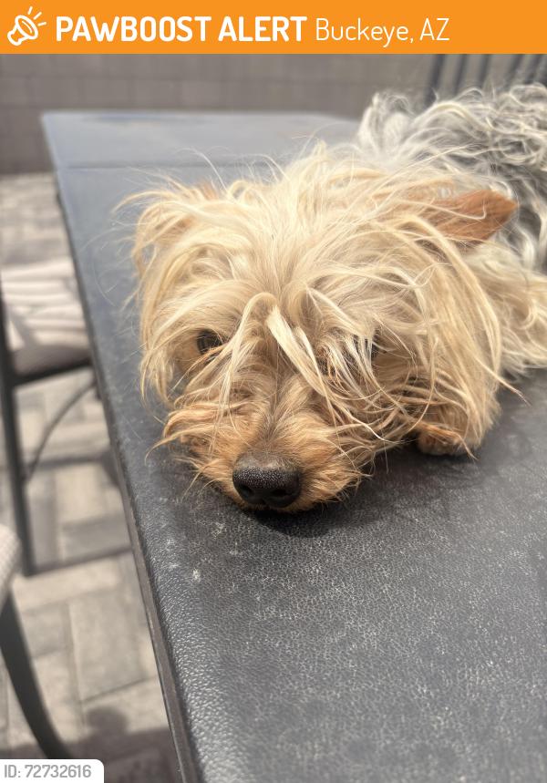 Found/Stray Male Dog last seen frys on watson & yuma, Buckeye, AZ 85326