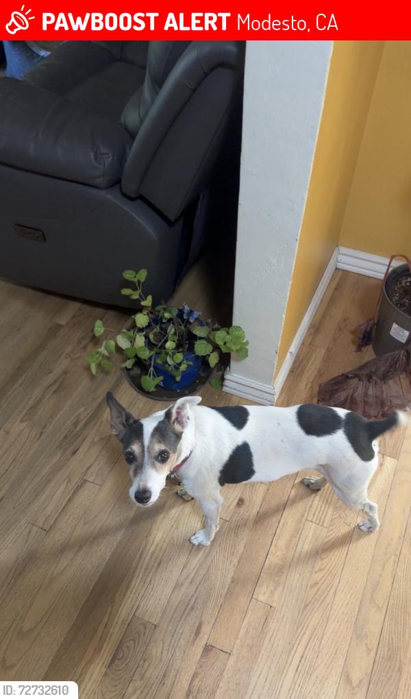 Lost Male Dog last seen severin avenue, la loma middle school , Modesto, CA 95354