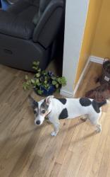 Lost Male Dog last seen severin avenue, la loma middle school , Modesto, CA 95354