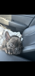 Lost Female Dog last seen Fortuna Bay dr, Corpus Christi, TX 78418