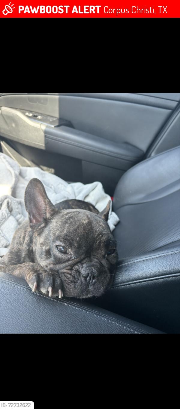 Lost Female Dog last seen Fortuna Bay dr, Corpus Christi, TX 78418