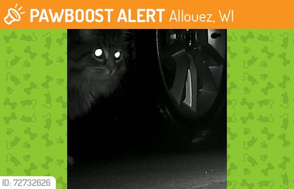 Found/Stray Unknown Cat last seen Libal , Allouez, WI 54301