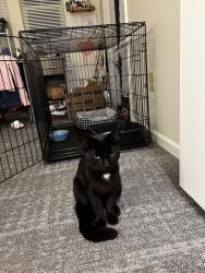 Found/Stray Unknown Cat last seen Furman University Amphitheater , Greenville, SC 29617