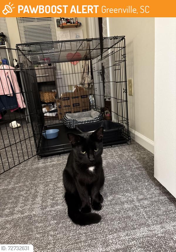 Found/Stray Unknown Cat last seen Furman University Amphitheater , Greenville, SC 29617