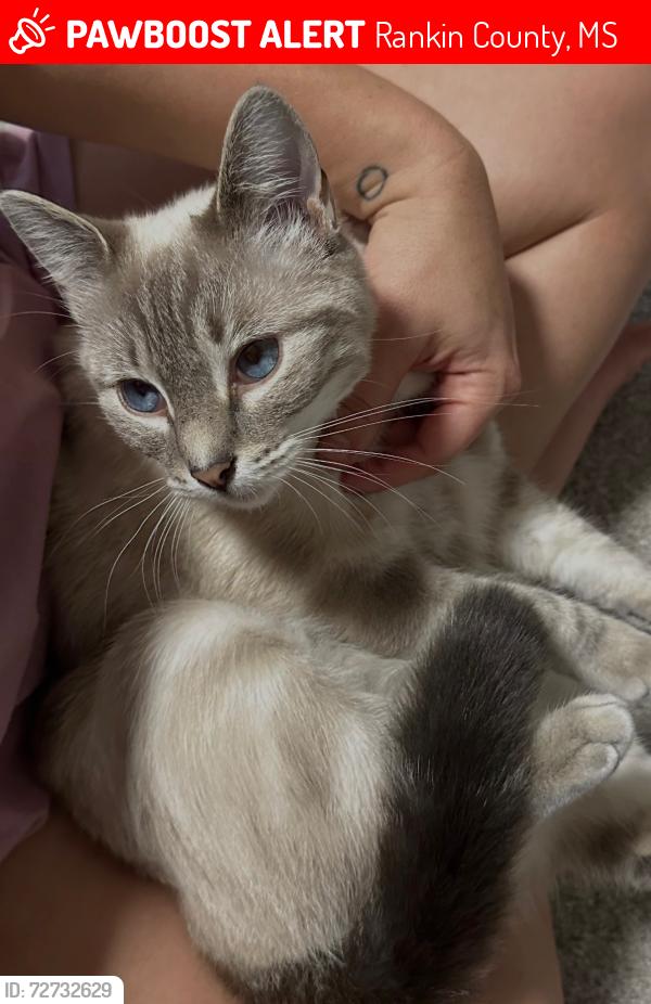 Lost Female Cat last seen Eagle Dr, Rankin County, MS 39047