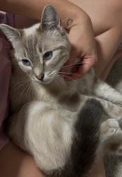 Lost Female Cat last seen Eagle Dr, Rankin County, MS 39047