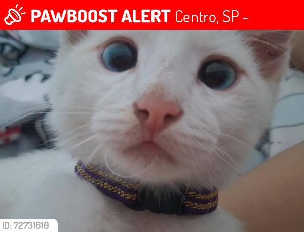 Lost Male Cat last seen Jardim leonor, av. Lyons, Centro, SP 06700-213