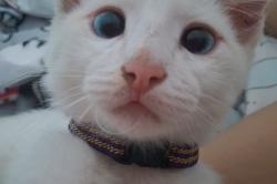 Lost Male Cat last seen Jardim leonor, av. Lyons, Centro, SP 06700-213