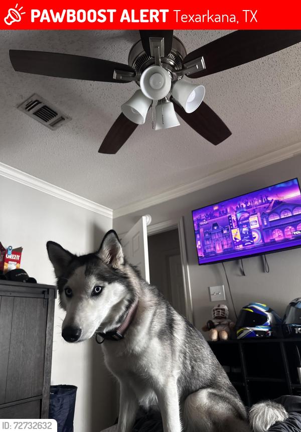 Lost Female Dog last seen Close to the sonic in nash , Texarkana, TX 75503