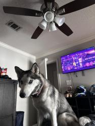 Lost Female Dog last seen Close to the sonic in nash , Texarkana, TX 75503