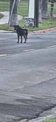 Found/Stray Unknown Dog last seen Redwood Avenue and Dexter Drive across from the Rose Garden, Riverside, CA 92501