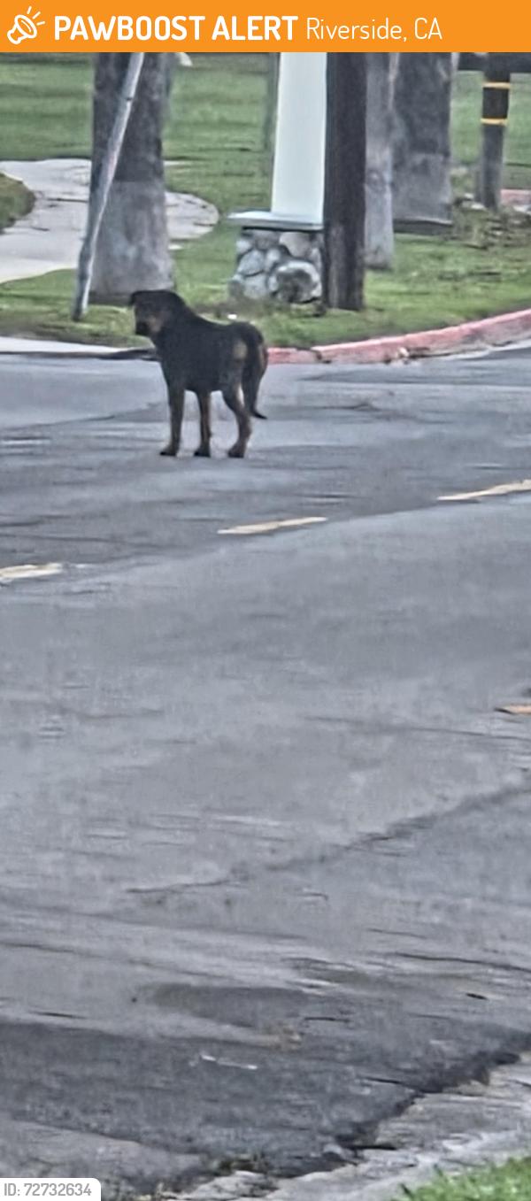 Found/Stray Unknown Dog last seen Redwood Avenue and Dexter Drive across from the Rose Garden, Riverside, CA 92501