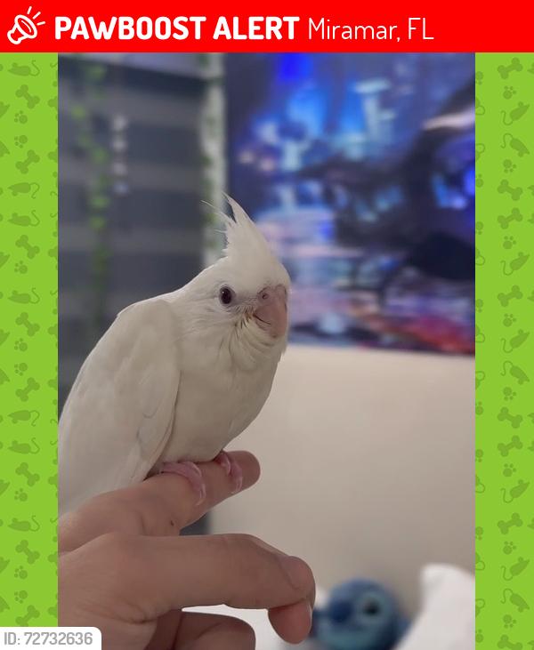 Lost Unknown Bird last seen Near evergreen drive Miramar Florida , Miramar, FL 33023
