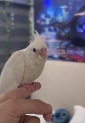 Lost Unknown Bird last seen Near evergreen drive Miramar Florida , Miramar, FL 33023